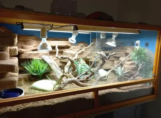 Junger Zwergbartagame mit Holzterrarium zu verkaufen