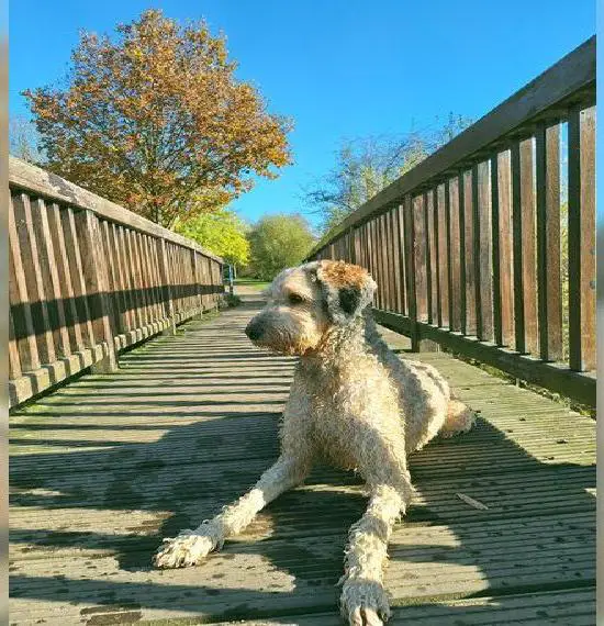 Liebevolles zu Hause Bernedoodle