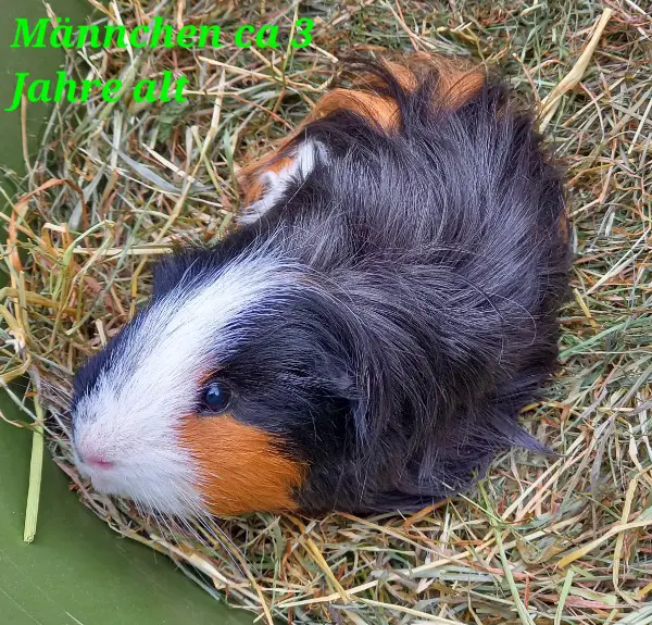 Langhaar Meerschweinchen kastriert