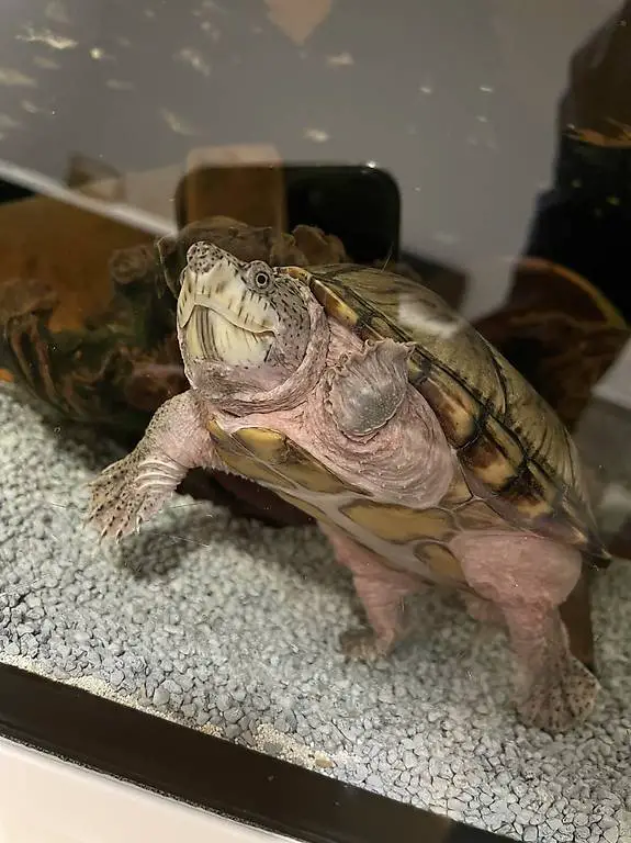 Wasserschildkröte (Dachmoschus) und Aquarium