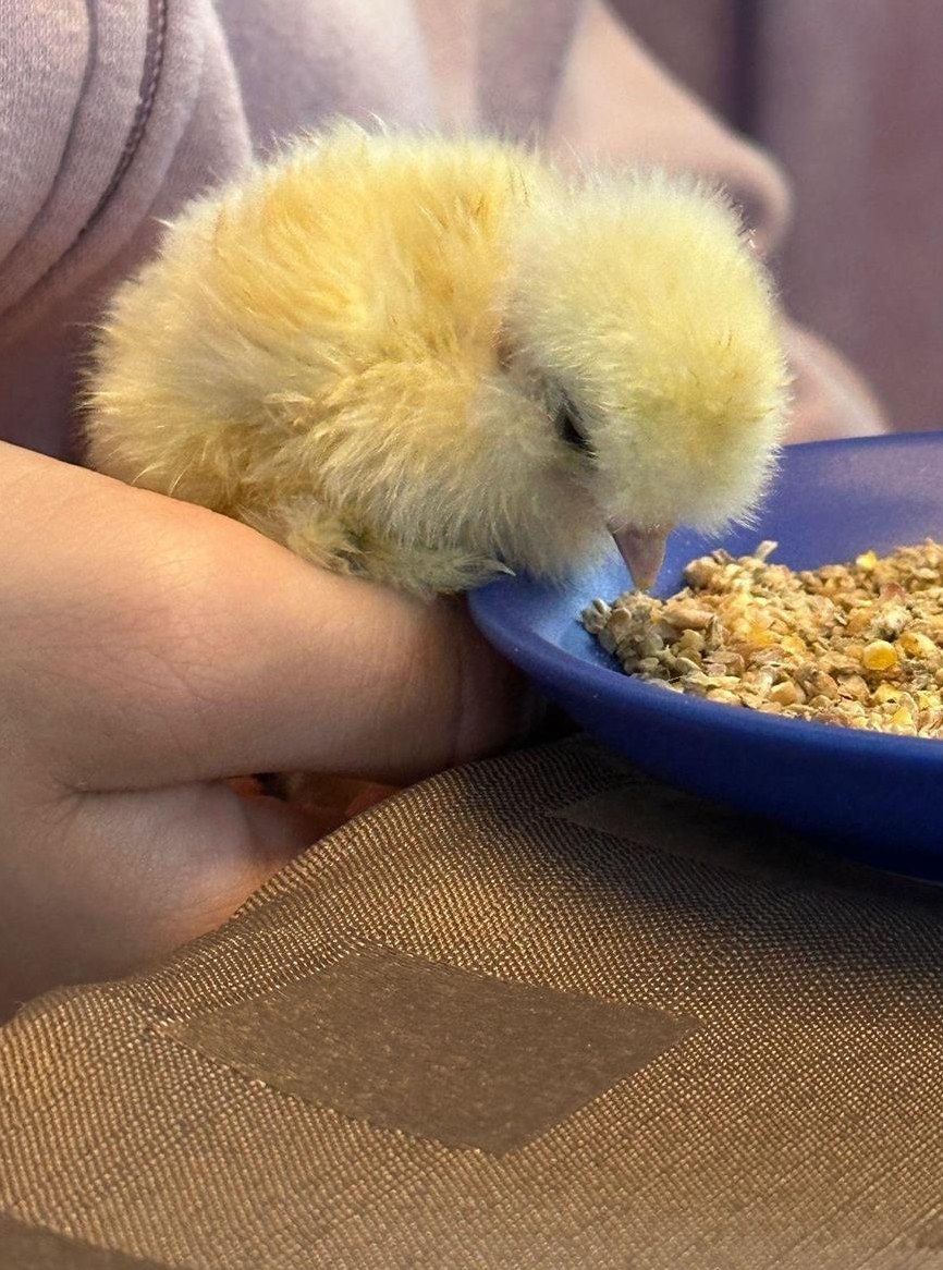 Seidenhuhn Küken dringend gesucht