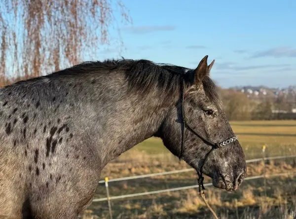 Freizeitpferd Norikerstute