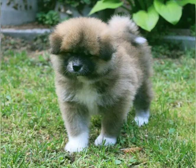 Langhaare akita inu rüde