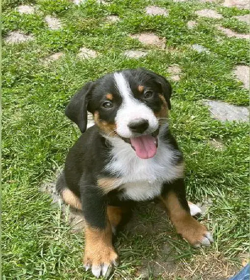 Appenzeller Sennenhund Welpen m Stammbaum zur Abgabe ab jetzt