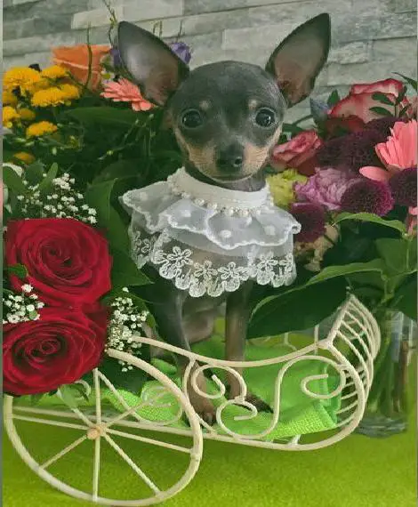 Reinrassige Russkiy Toy