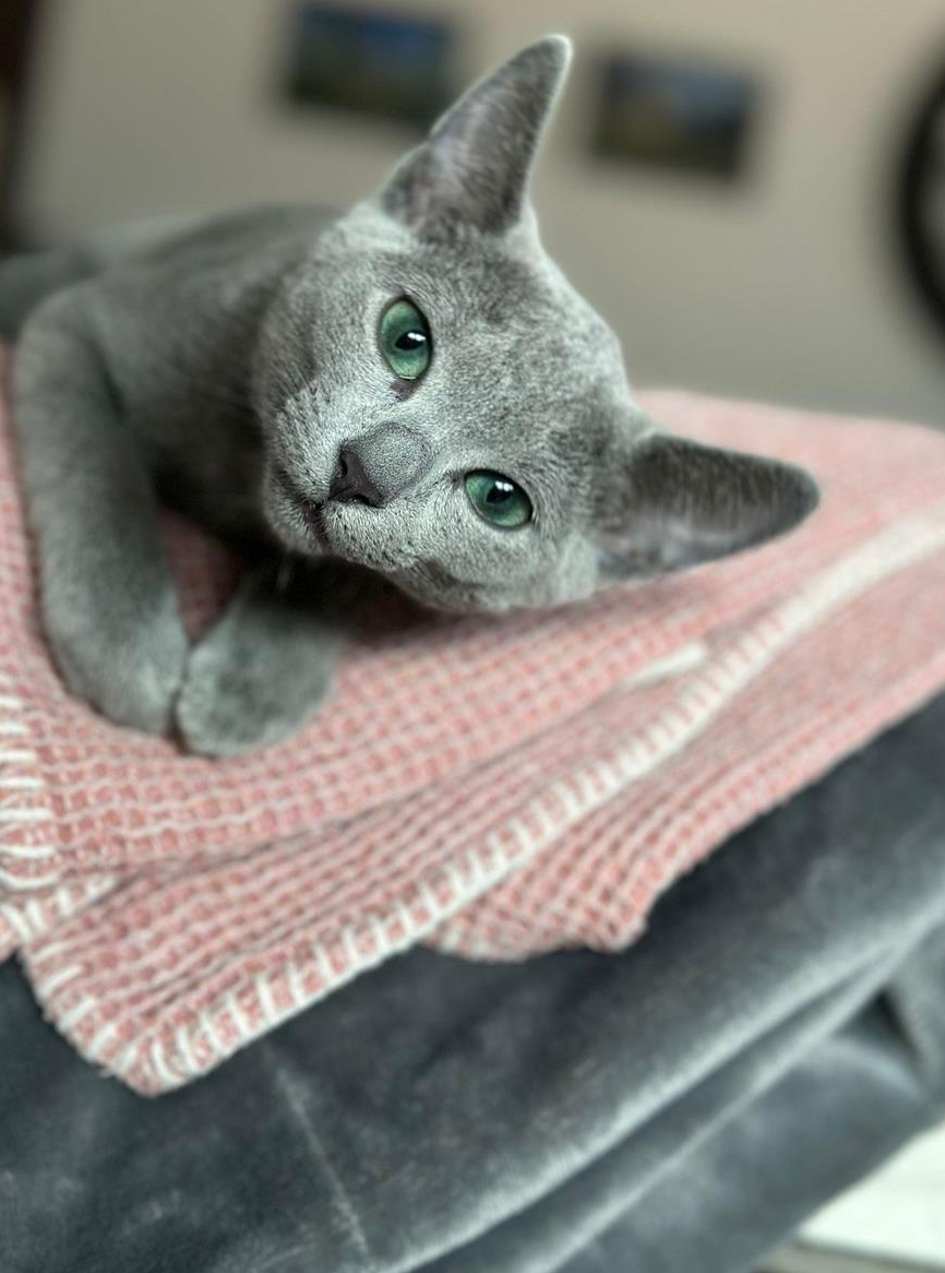 Russisch Blau Kitten mit Stammbaum zu verkaufen