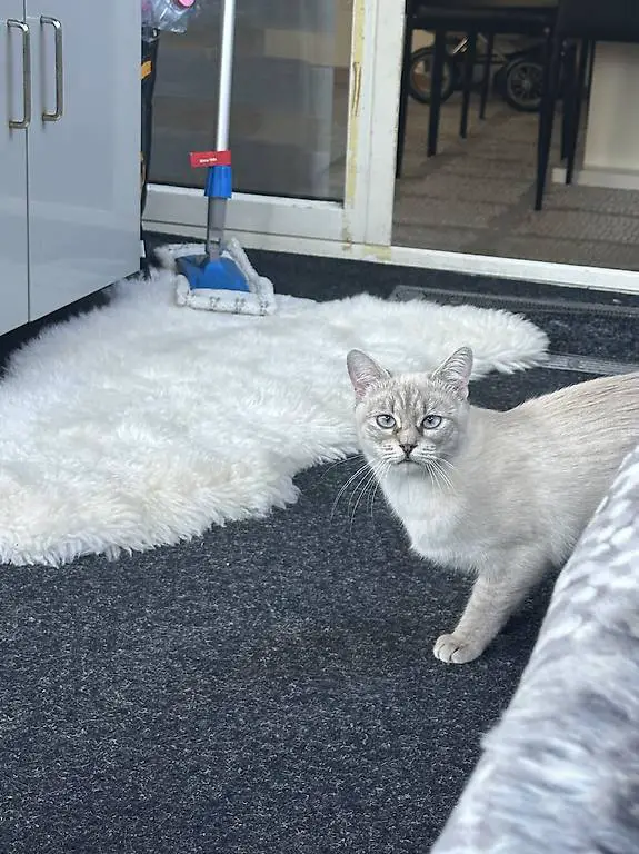 Katze sucht neues Zuhause