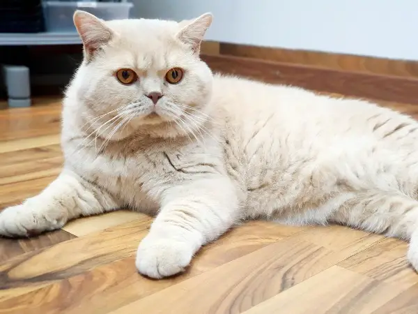 BKH Deckkater mit Stammbaum, 1,5 Jährig, mit Erfahrung