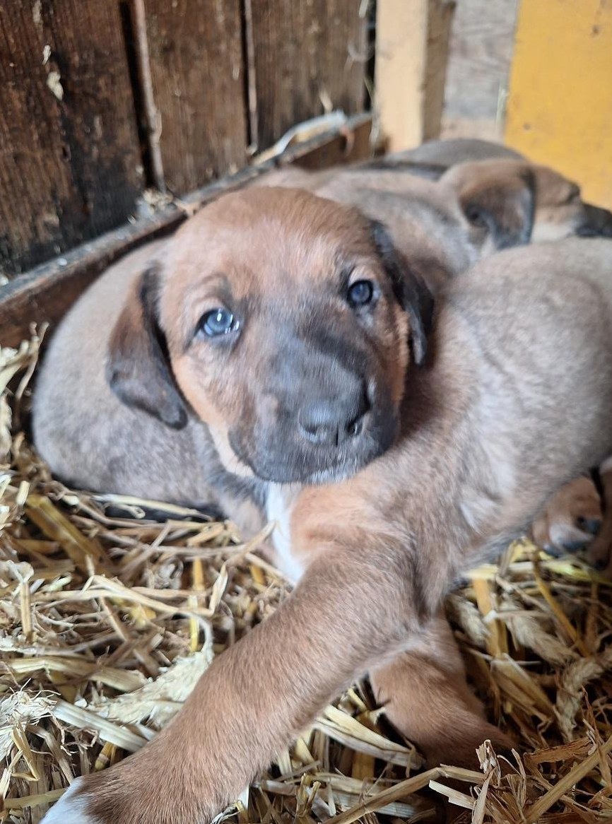 Rhodesian Ridgeback x Sennenhund Mischlingswelpen