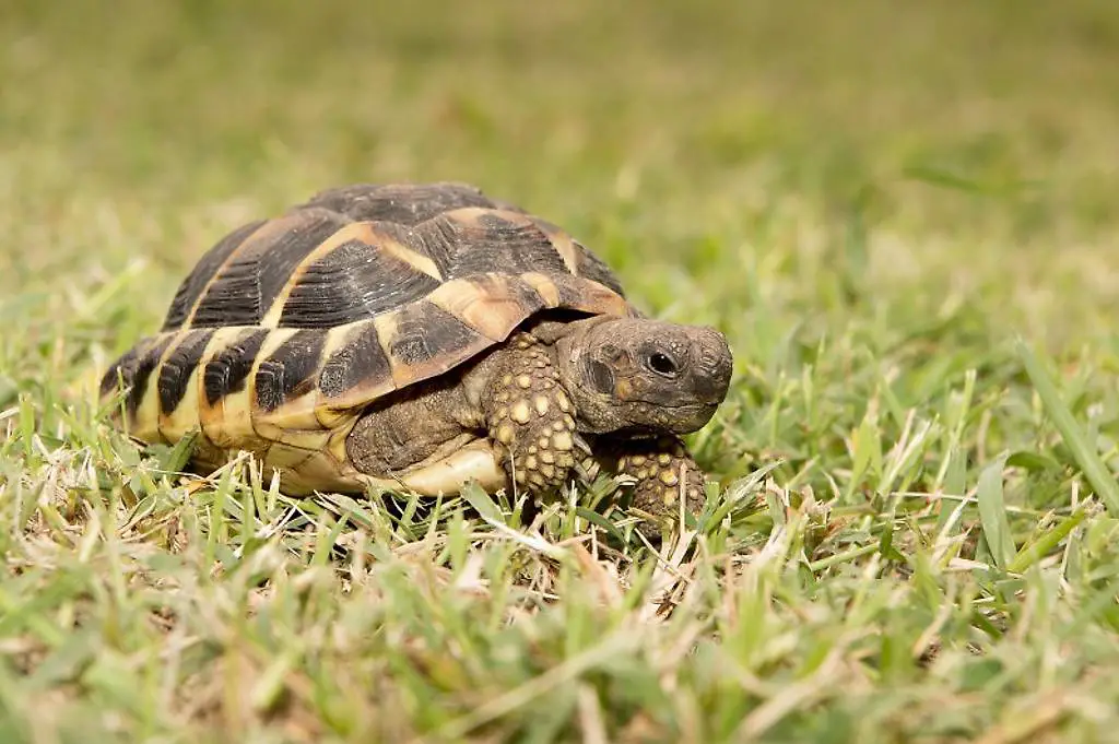 Vendo 4 tartarughe da terra e casetta per tartarughe