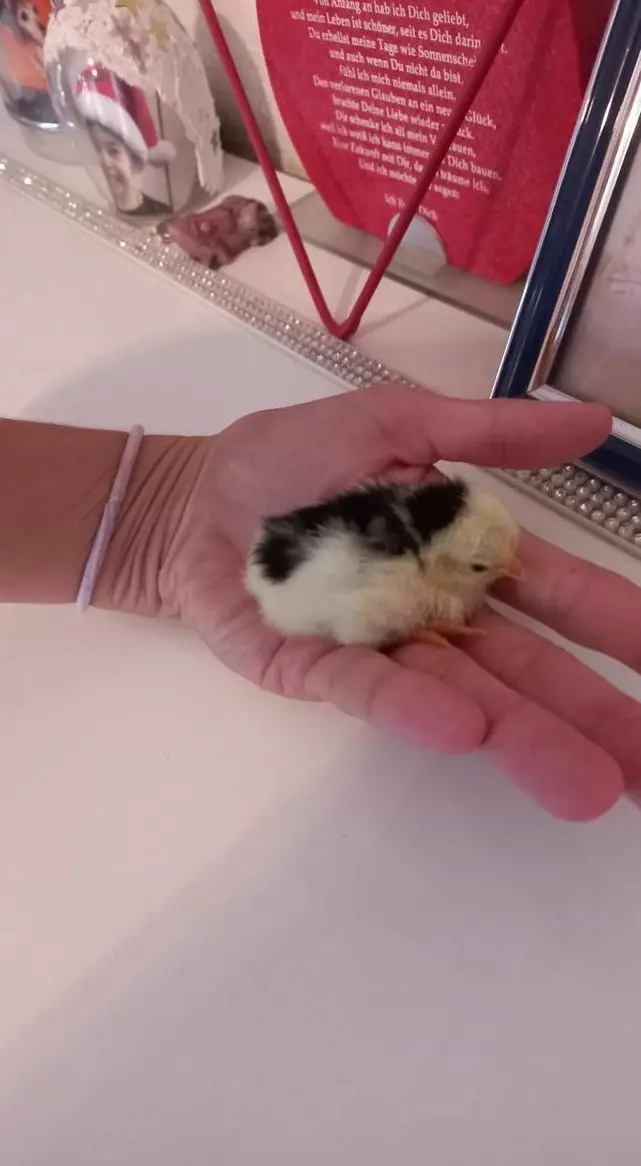 Serama und Zwergseiden Küken zu verkaufen