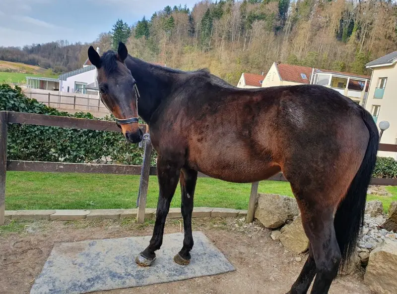 Pferdepflegerin / Misten / Aussenplätze sauber halten