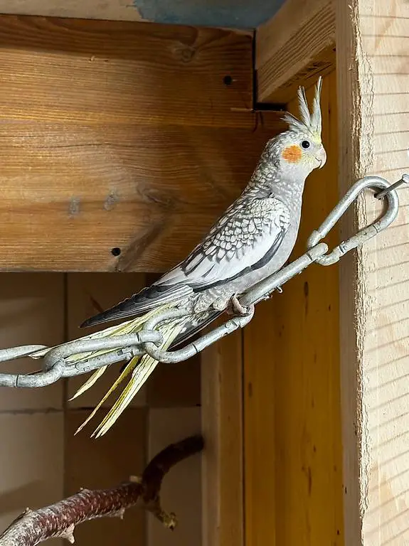 Calopsitte / Nymphensittiche mâle avec certificat sexé ADN