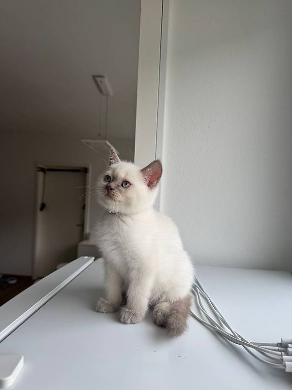 British-Kurzhaar Katzen