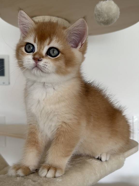British shorthair mâle