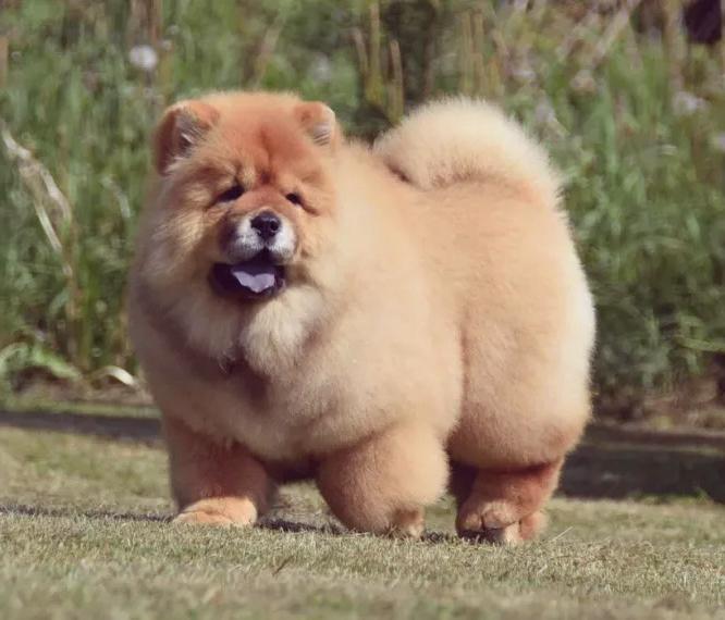 Chow Chow puppy girl with FCI Pedigree