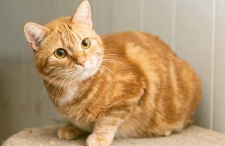 Dick braucht Deine rettende Hilfe