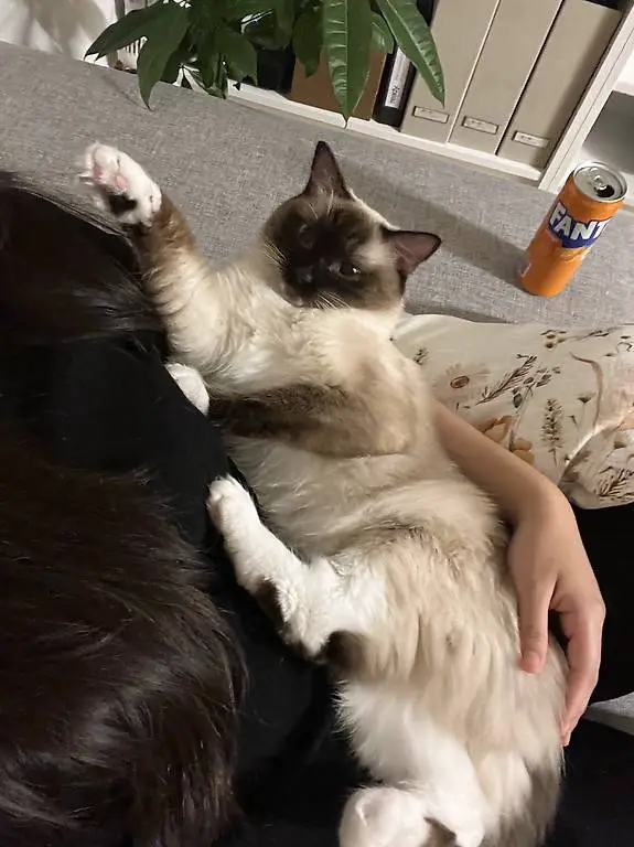 Ragdoll x Neva Masquerade, 1 Jahr alt