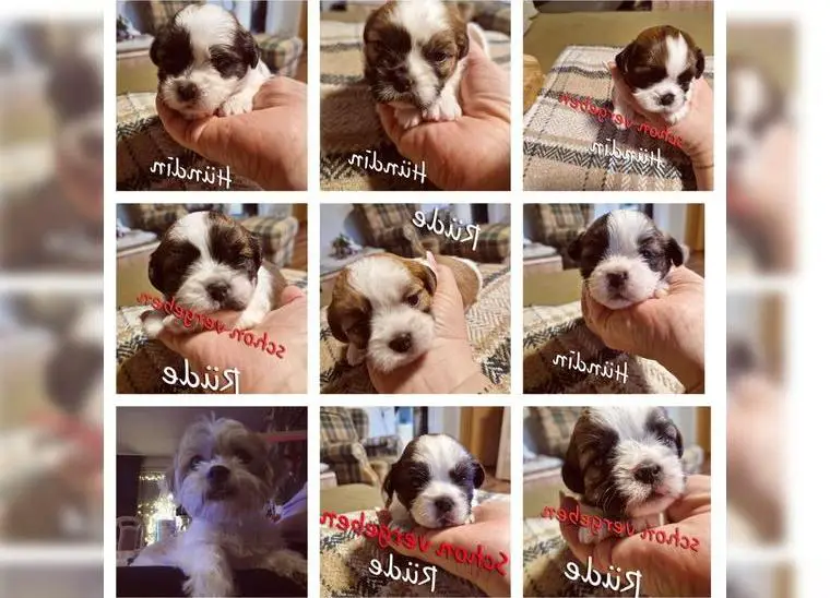 Shih Tzu Mix Welpen (3Hündinnen+1 Rüden)