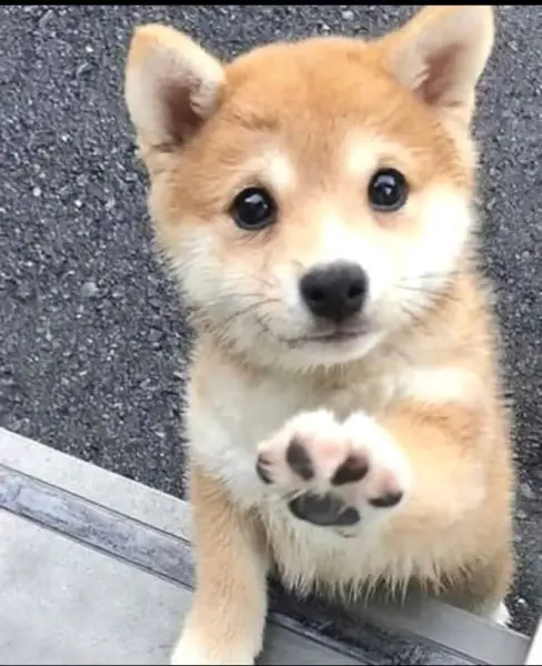 Traumhafte Shiba Inu Welpen