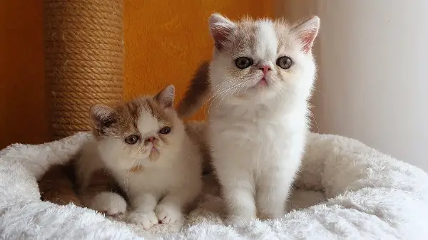 Exotic Shorthair und Perser Kätzchen