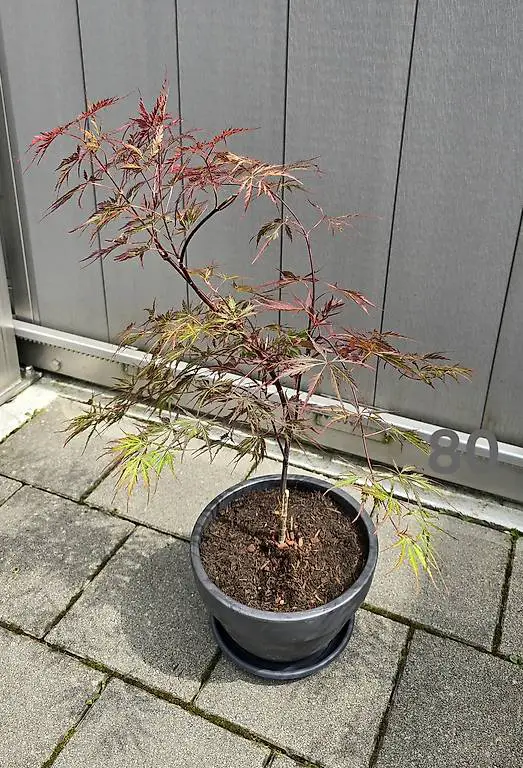 Japanischer Ahorn Garnet