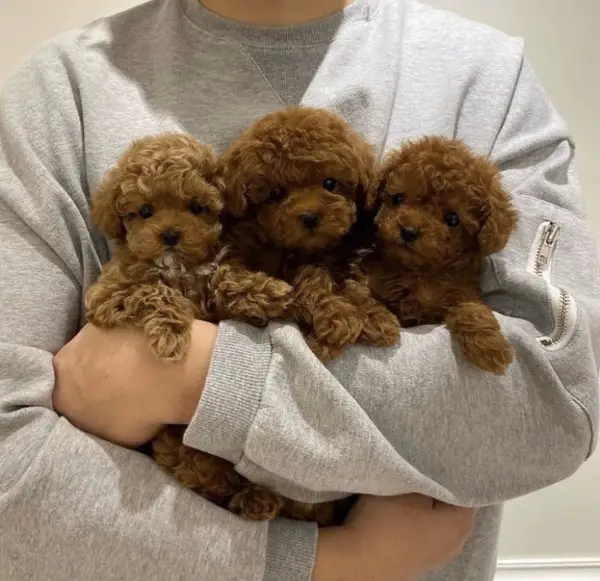 Barboncino Toy- Toy Pudel Welpen