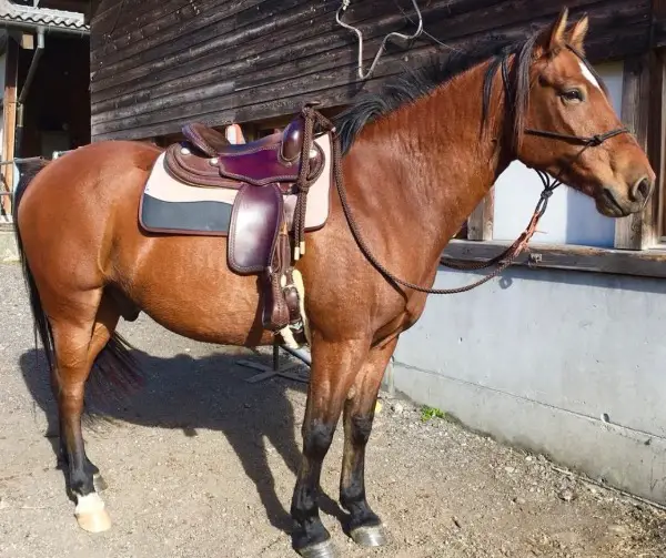 Verkaufe Western Sattel / Vendo sella western