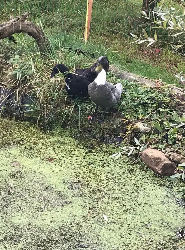 Pommernenten Paar, Erpel grau, Weibchen schwarz