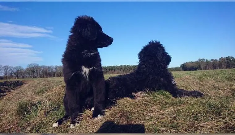Bernedoodle Welpen 18 Wochen alt