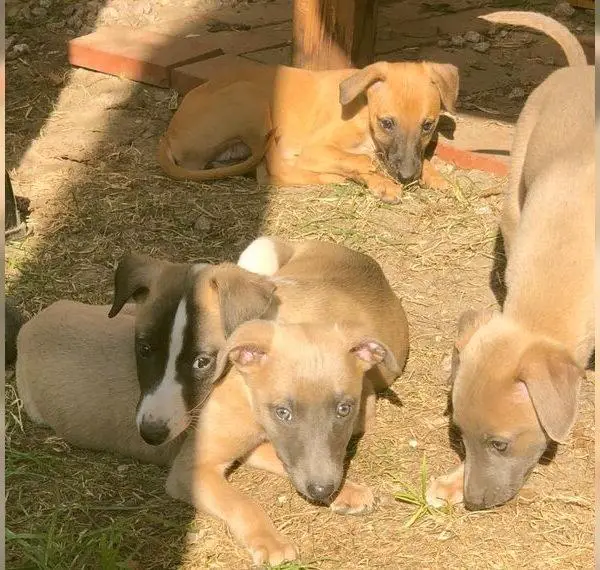 Whippet Welpen