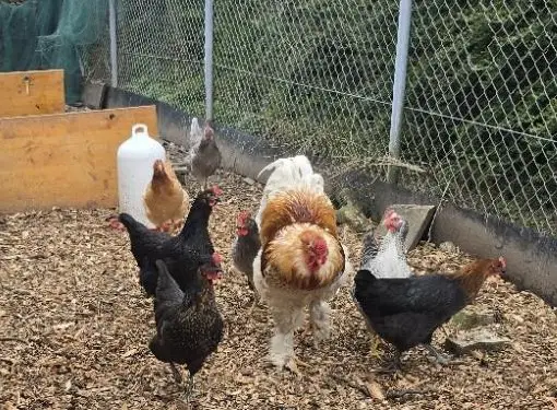 Bruteier Mixed Hühnerrassen zu verkaufen