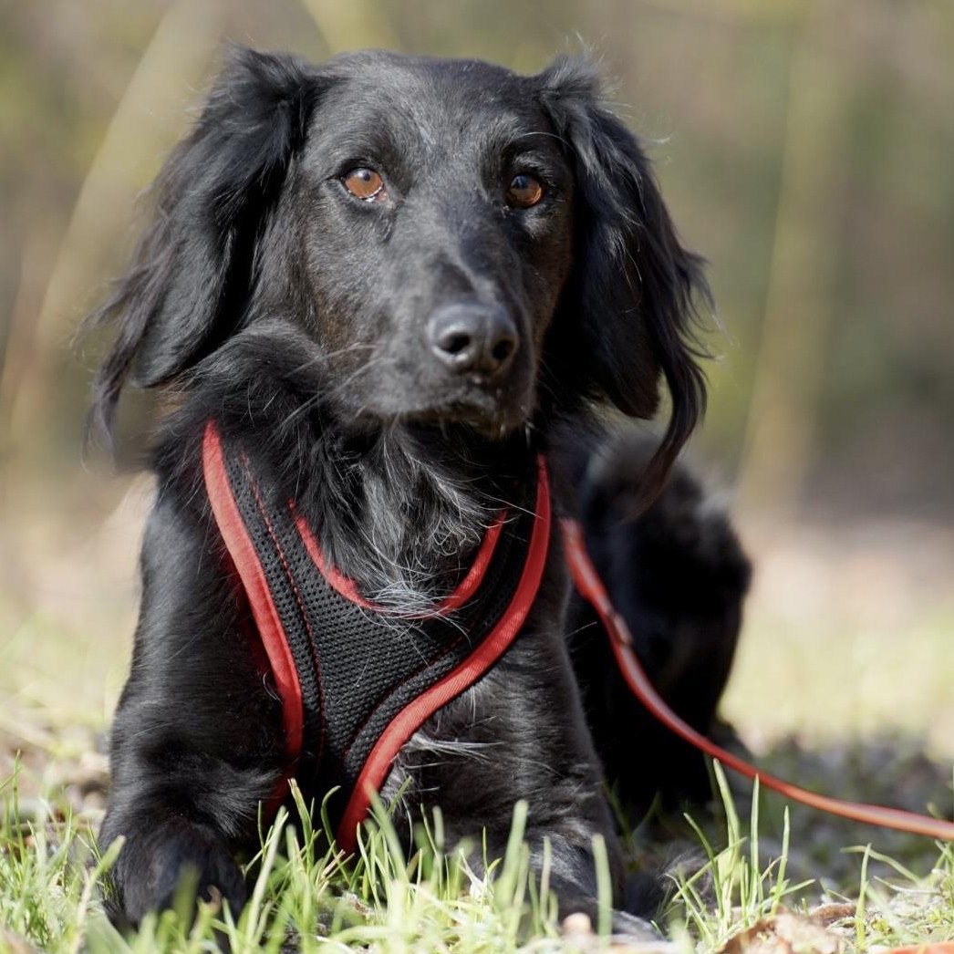 Markus, zurückhaltender Rüde, braucht Hundeerfahrung