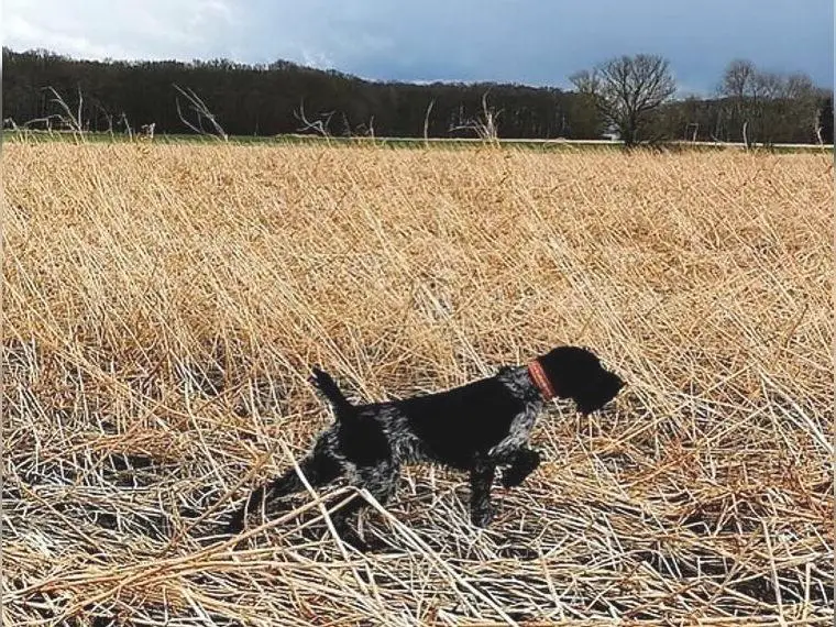 Deutsch Drahthaar Hündin