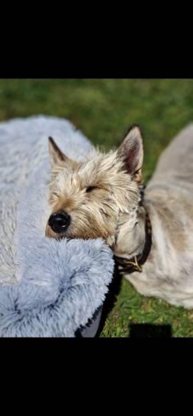 Cherche Caniche moyen à grand pour saillie