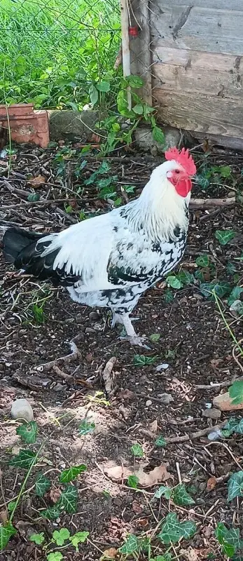 Top netter Brahma x Shetland Hen Güggeli abzugeben