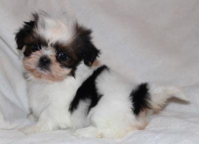 süsse Shih Tzu Babys