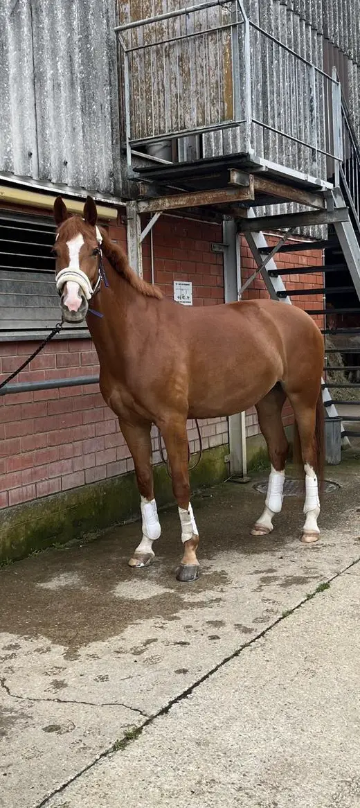 Erfahrene Reitbeteiligung für junges Pferd gesucht