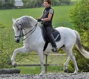 Reitunterricht: Klassische Dressur für alle Pferderassen