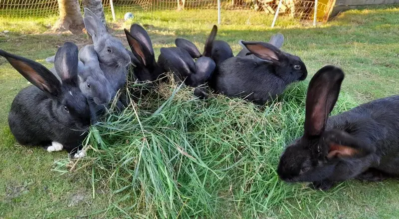 Junge Kaninchen Zippe & Rammler