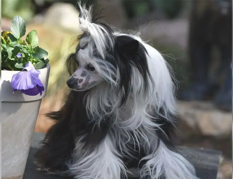 Wunderschöne CC Hündin