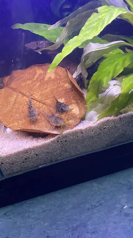 Zuchtgruppe panzerwelse