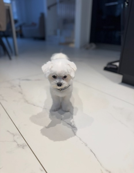 Deckrüde Malteser 1,7kg