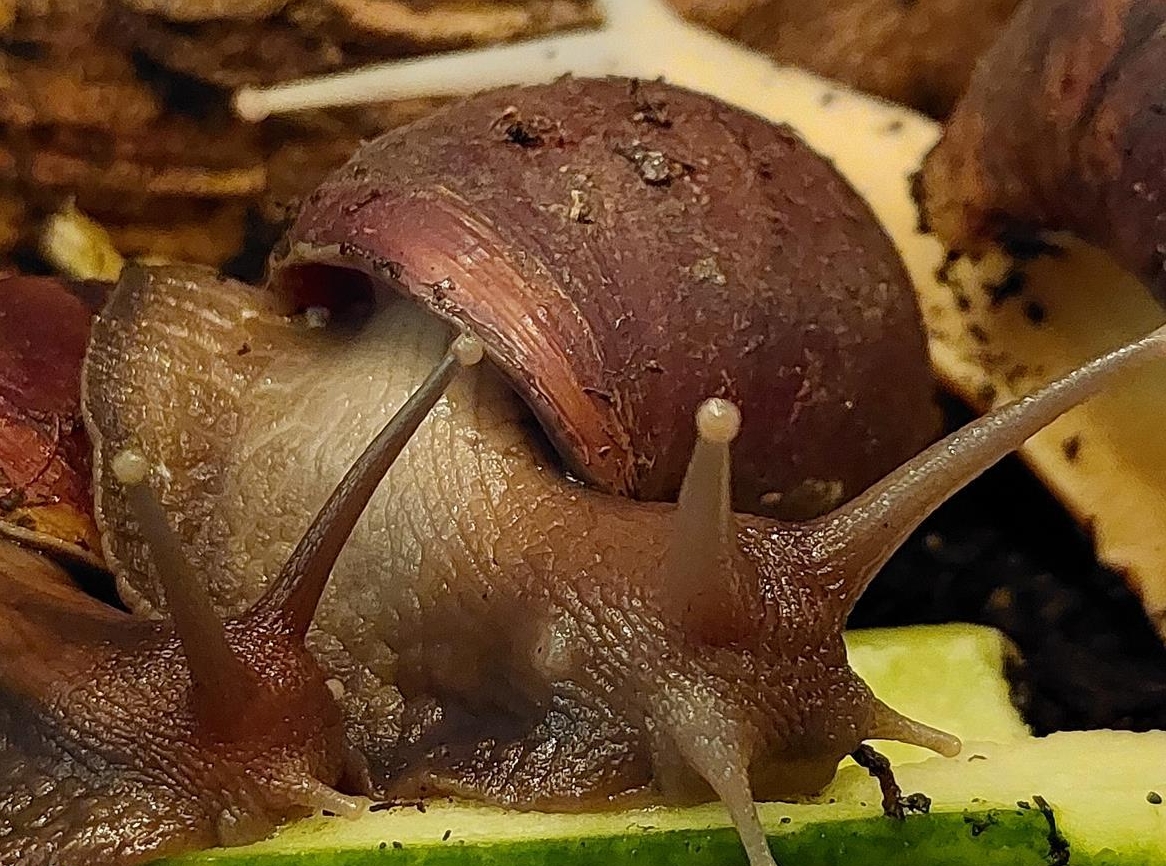 Grosse Achatschnecken, braun oder schwarz