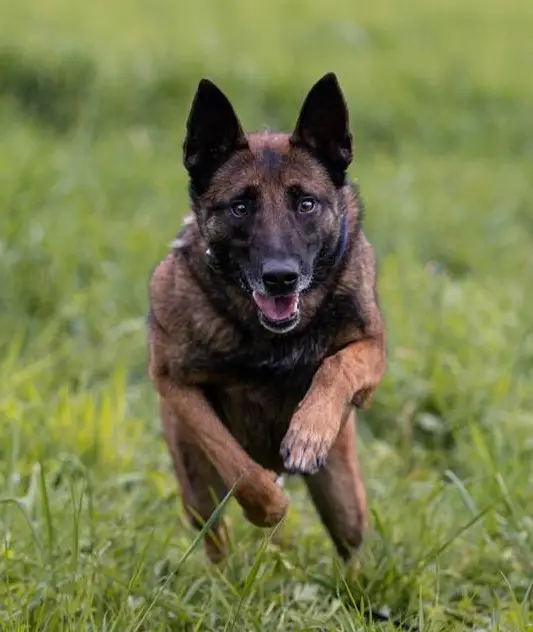 Rüde Unico, der sensible Malinois Prinz