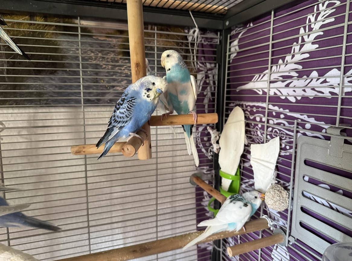 Handzahme Wellensittiche 1,5 Monate alt aus Hobbyzucht