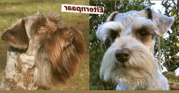 Amerikanische Zwergschnauzer Welpen