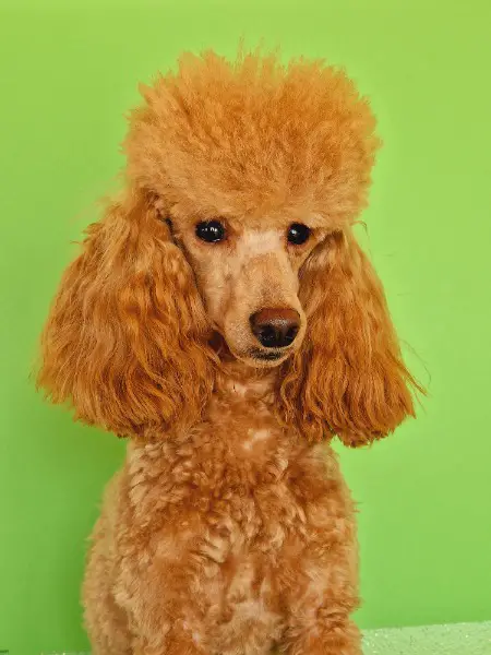 Zwergpudel Deckrüde