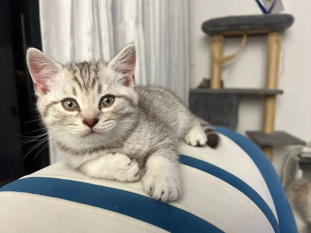 Britische Kurzhaar Kitten BKH