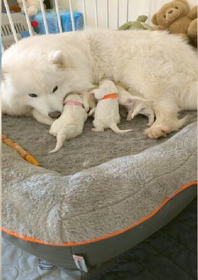 Süsse Samojede-Welpen: Ein neues Leben beginnt